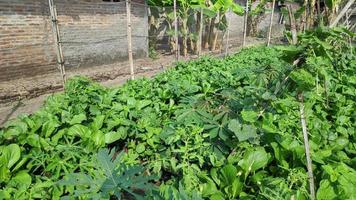 plantas vegetales que prosperan en el jardín foto