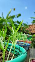 fresh chili tree shoots growing in pots photo