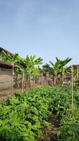 plantas vegetales que prosperan en el jardín foto