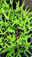 Fresh chili tree shoots that thrive photo