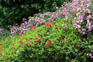 Summer flowers in a city park in Israel. photo