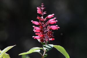 Summer flowers in a city park in Israel. photo