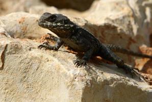 A lizard sits on a stone in a city park. photo