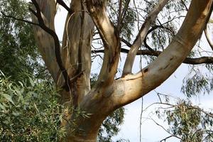 The trunk of a tall tree in a city park. photo