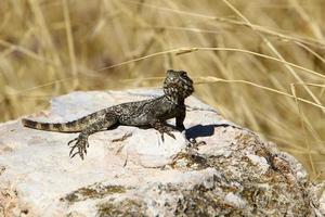 A lizard sits on a stone in a city park. photo