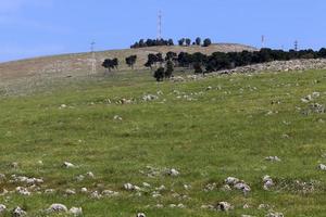 Landscape in the mountains in northern Israel. photo