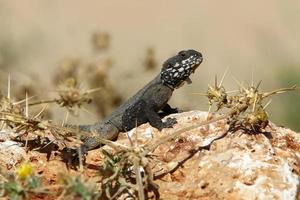 A lizard sits on a stone in a city park. photo