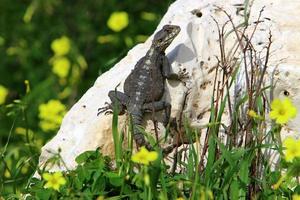 un lagarto se sienta en una piedra en un parque de la ciudad. foto