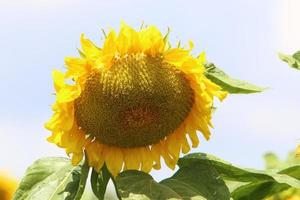 un girasol madura en un campo de cultivo colectivo en israel. foto