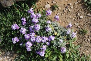 Summer flowers in a city park in Israel. photo