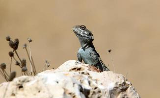 un lagarto se sienta en una piedra en un parque de la ciudad. foto