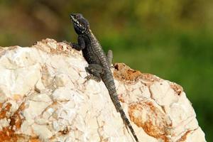 A lizard sits on a stone in a city park. photo