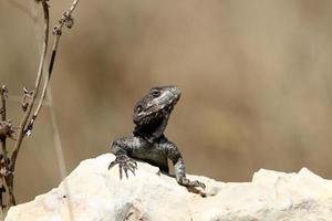 un lagarto se sienta en una piedra en un parque de la ciudad. foto