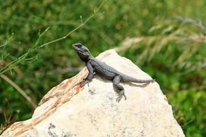 A lizard sits on a stone in a city park. photo