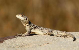 A lizard sits on a stone in a city park. photo