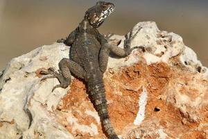 A lizard sits on a stone in a city park. photo