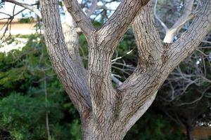 The trunk of a tall tree in a city park. photo