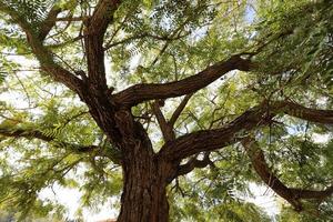 The trunk of a tall tree in a city park. photo