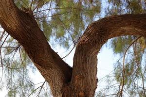 el tronco de un árbol alto en un parque de la ciudad. foto