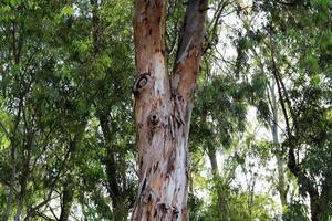 The trunk of a tall tree in a city park. photo