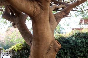 The trunk of a tall tree in a city park. photo