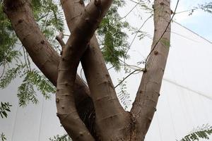 The trunk of a tall tree in a city park. photo