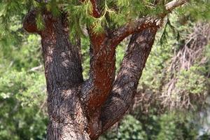 The trunk of a tall tree in a city park. photo