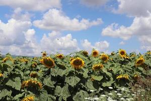 un girasol madura en un campo de cultivo colectivo en israel. foto