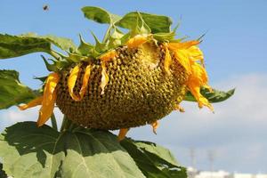 A sunflower ripens on a collective farm field in Israel. photo