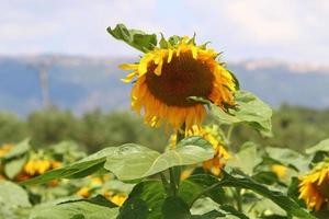 A sunflower ripens on a collective farm field in Israel. photo