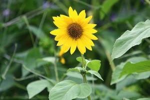 A sunflower ripens on a collective farm field in Israel. photo