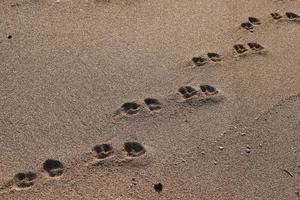 Footprints in the sand on the shores of the Mediterranean Sea. photo