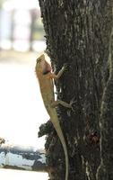 Lizards - Reptiles and eat insects. Climbing trees in search of food to save lives. It is a ferocious and frightening beast. and is an insectivorous animal for the ecosystem photo