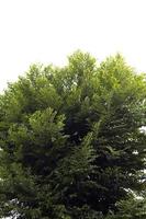 Terminalia ivorensis- A tree native to the forests of West Africa. with many small leaves used to decorate shady gardens - on a white background photo