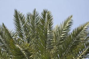 las hojas de las palmeras soplan en la brisa de verano. por la noche, el ambiente es sombrío y romántico, lo que le permite ver la delicada naturaleza de las palmeras. foto