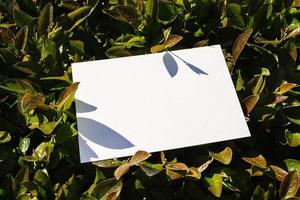 Flat card on leaves outside for web background design. White isolated background. Abstract landscape background. Happy holiday. Web banner template. Natural beauty. photo