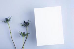 Template paper with green plant shadow on pastel beige background , great design for any purposes. Abstract background. Banner template. Advertising photo