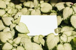 Flat card on leaves outside for web background design. White isolated background. Abstract landscape background. Happy holiday. Web banner template. Natural beauty. photo