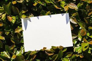 Flat card on leaves outside for web background design. White isolated background. Abstract landscape background. Happy holiday. Web banner template. Natural beauty. photo