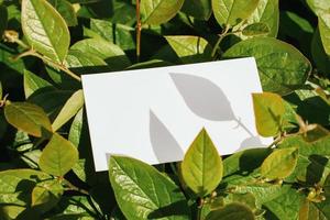 Flat card on leaves outside for web background design. White isolated background. Abstract landscape background. Happy holiday. Web banner template. Natural beauty. photo