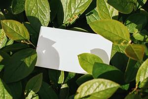 Flat card on leaves outside for web background design. White isolated background. Abstract landscape background. Happy holiday. Web banner template. Natural beauty. photo