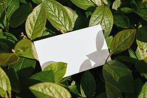 Flat card on leaves outside for web background design. White isolated background. Abstract landscape background. Happy holiday. Web banner template. Natural beauty. photo