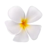 Flor de frangipani aislado sobre fondo blanco. foto