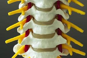 Close-up view of cervical spine model photo