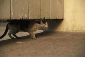 A cat hiding under the building photo