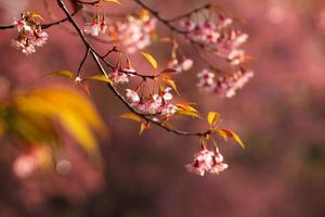 Beautiful flowering pink sakura blossoms. Background with flowers on a spring day. photo