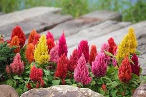 celosia argentea o flor de cresta de gallo foto