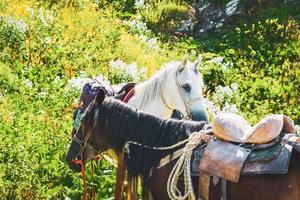 soporte de caballo marrón blanco en la ruta de senderismo natural en el parque nacional lagodekhi. actividad de paseo a caballo por el lago black rock foto