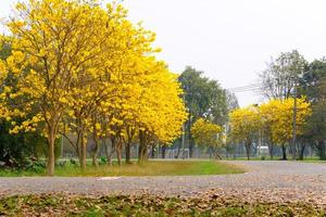 Tabebuia chrysotricha yellow flowers photo