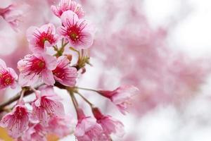 fondo de naturaleza abstracta de flor rosa de sakura de primavera foto